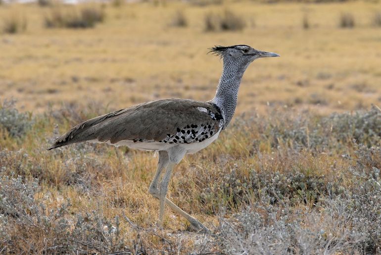 great Indian Bustard
