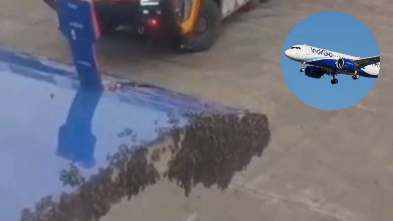 Surat-Jaipur IndiGo Flight bees