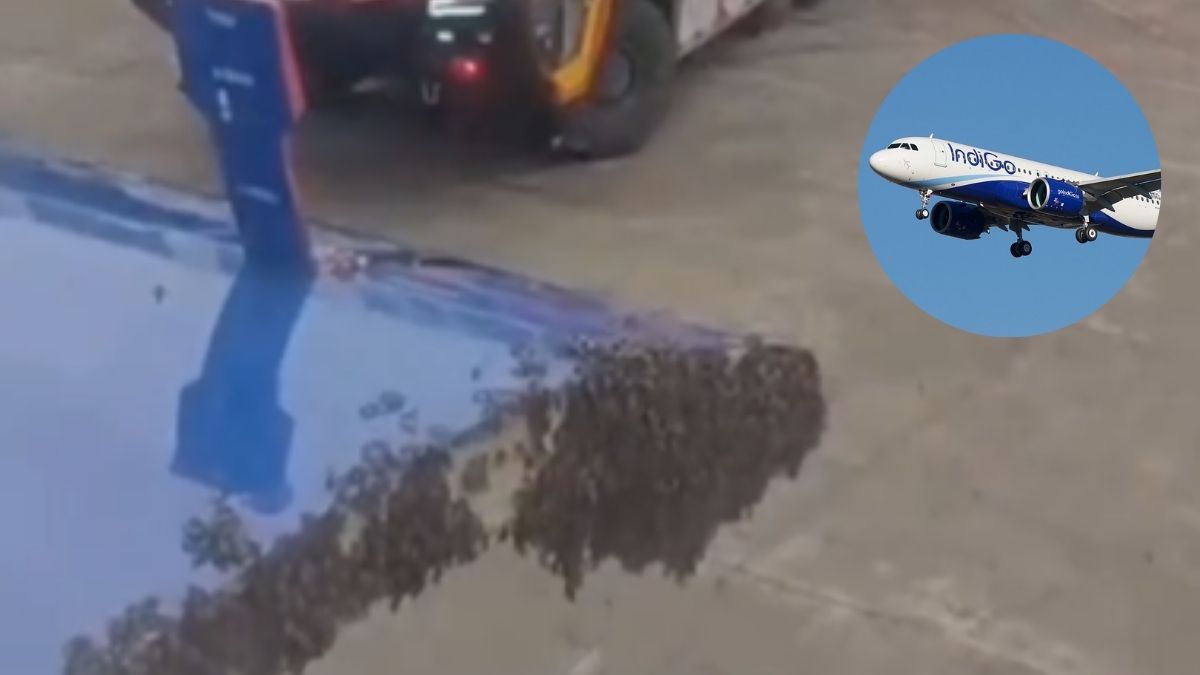 Surat-Jaipur IndiGo Flight Delayed By One Hour After Swarm Of Bees Blocks Aircraft’s Luggage Door