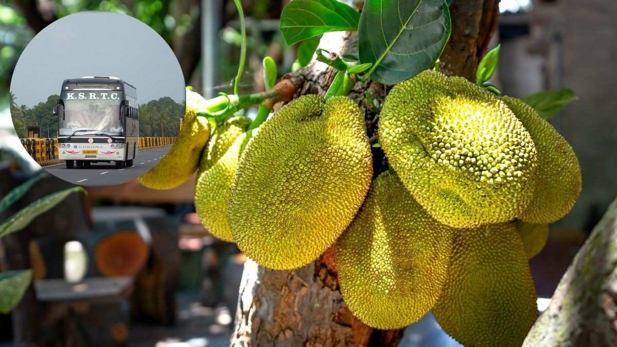 Overripe Jackfruit Makes KSRTC Drivers Fail Breath Test In Kerala; Can This Fruit Really Get You Drunk?