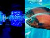 Visit India’s Longest Underwater Tunnel Aquarium In Mysuru At Lokaranjan Aqua World
