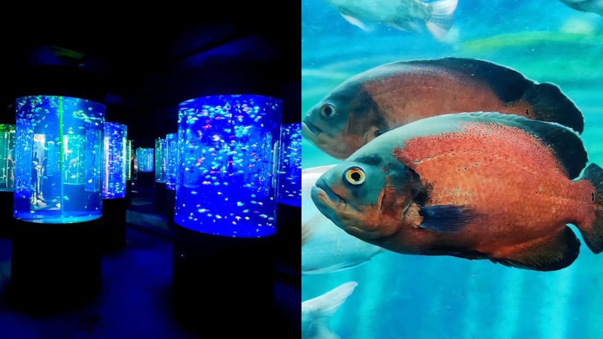 Visit India’s Longest Underwater Tunnel Aquarium In Mysuru At Lokaranjan Aqua World