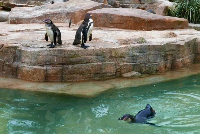 penguin park Mysuru