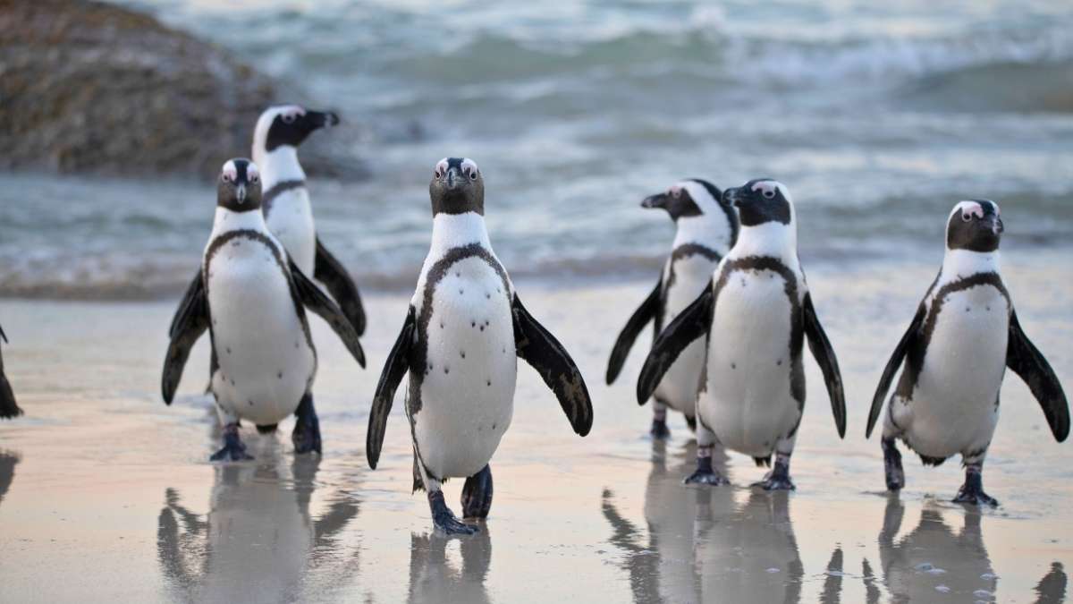 Mysuru May Soon Get A State-Of-The-Art Penguin Park & Here’s All You Need To Know About It