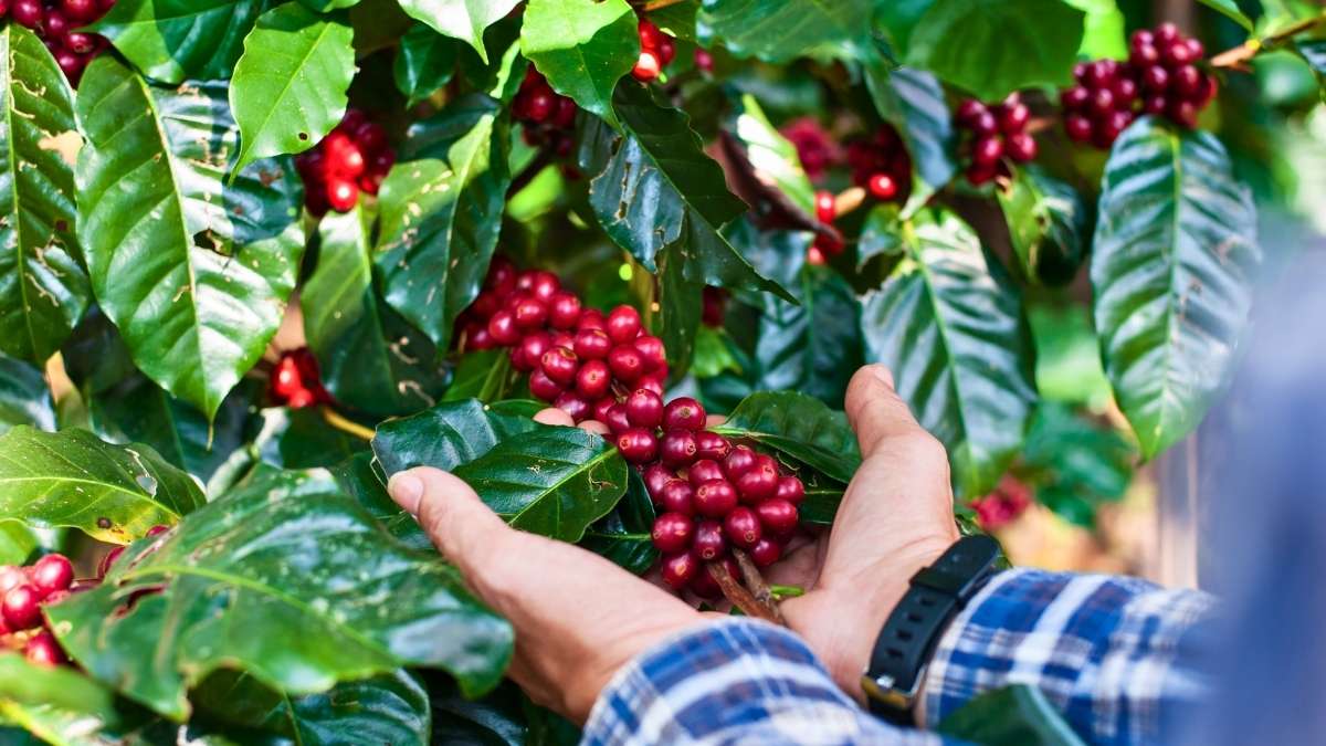 Saudi Arabia To Boost Local Coffee With 50,000 New Seedlings In 2025; Details Inside