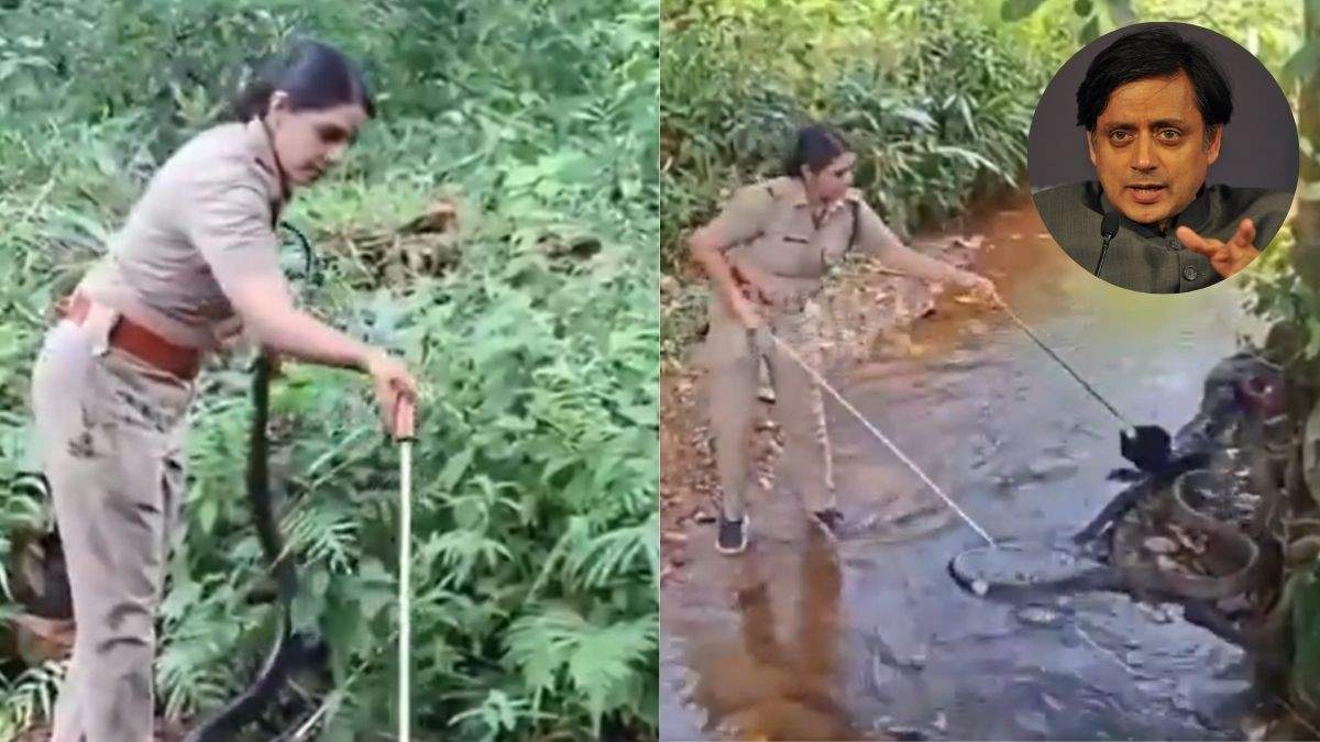 “Amazing Courage,” Congress MP Shashi Tharoor Applauds Kerala Forest Officer After She Rescues A Giant King Cobra