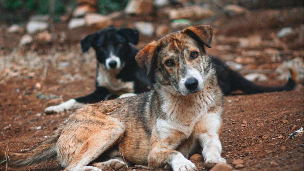 For The First Time In India, BBMP Allocates ₹2.88 Crore To Feed Stray Dogs Chicken Rice Under A New Scheme