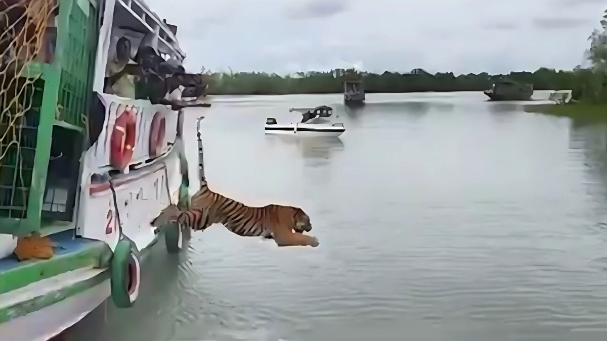 Watch: Tiger Majestically Leaps Into River & Swims To Shore In Sundarabans After Release