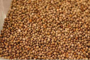 Perilla Seeds