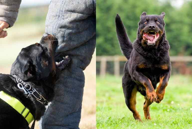 aggressive dogs in goa
