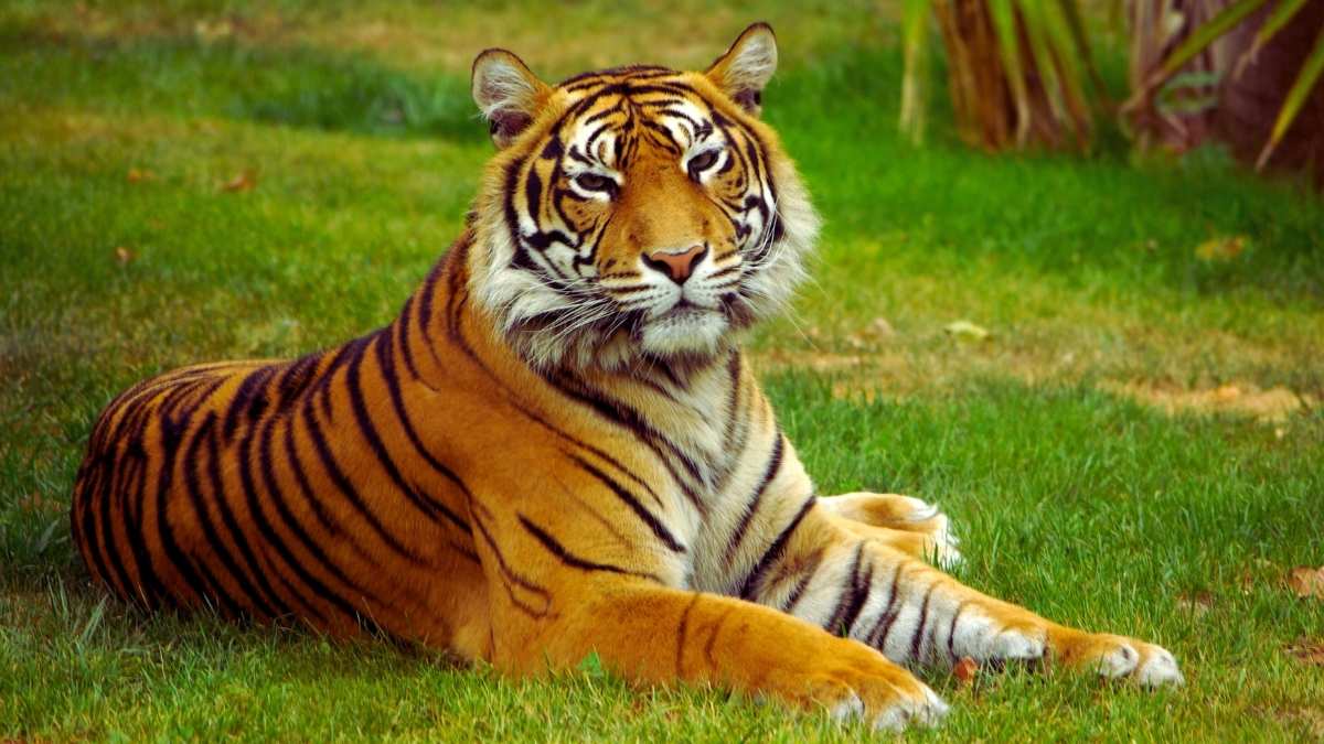 Tiger Count Doubles At Chhattisgarh’s Achanakmar Reserve In 2024 Compared To 2017