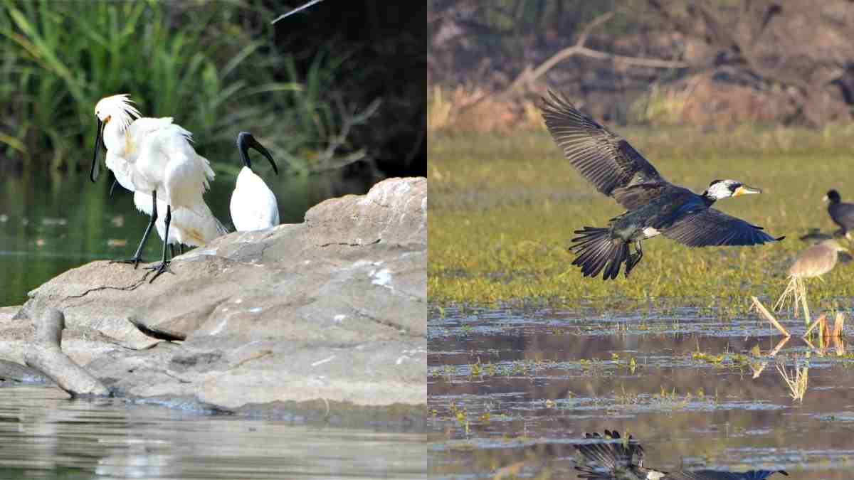 Haryana To Build India’s Largest Jungle Safari, Spanning 10,000 Acres; 5 Things To Know