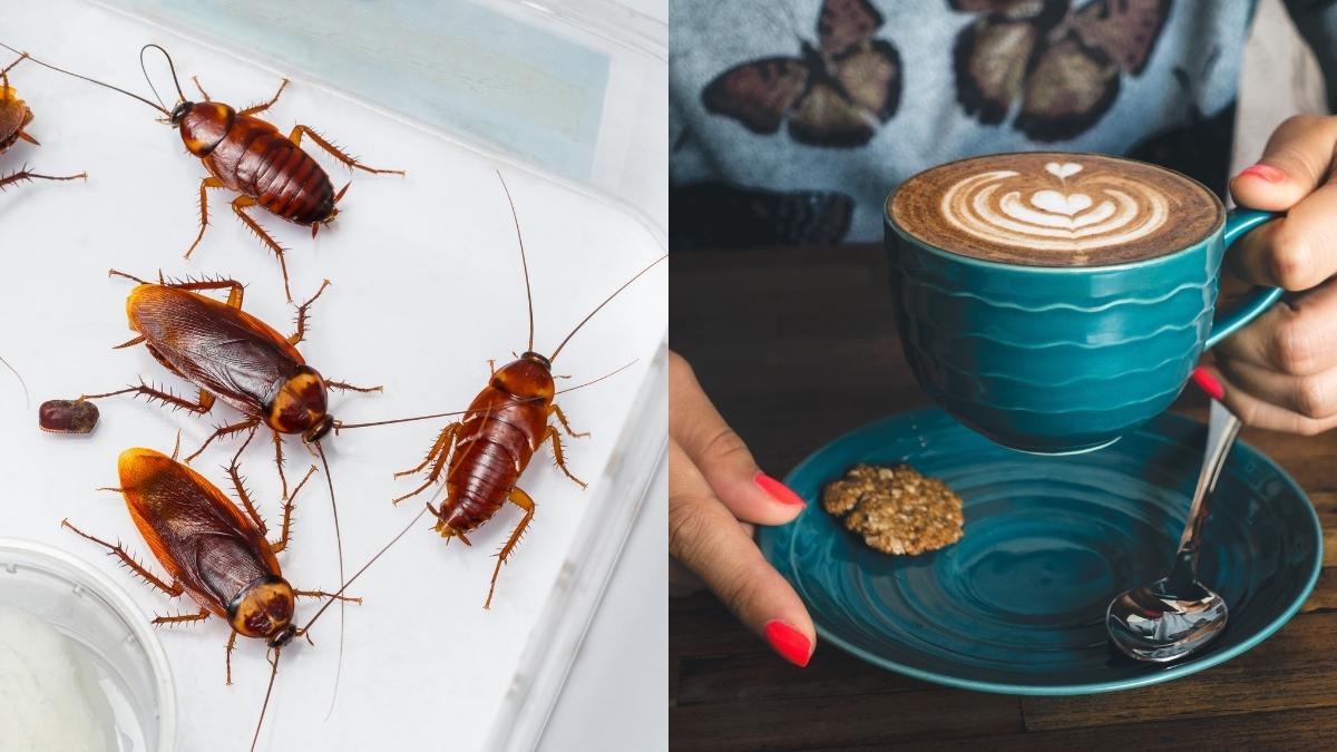 Are Crushed Cockroaches In Coffee FDA Approved? Read To Know The Truth