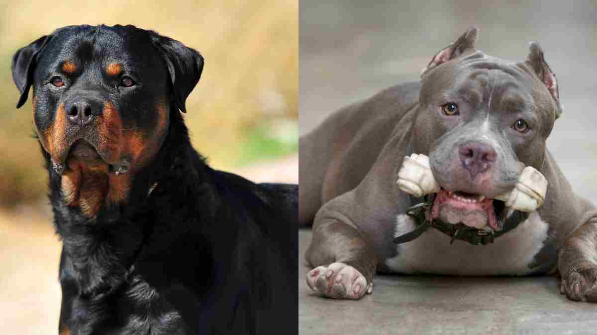 As Dog Bite Cases Increase In Goa, The Govt Plans To Ban Rottweilers And Pitbulls Under Upcoming Bill