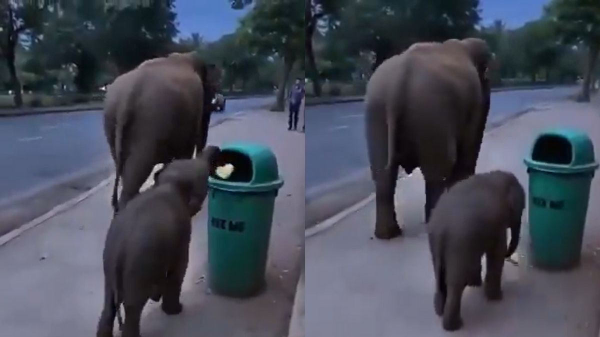 Real Or Fake? In A Viral Video Baby Elephant Throws Waste In Dustbin, Netizens React