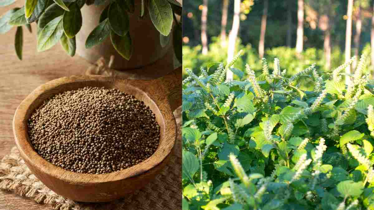 What Are Perilla Seeds, The Northeast Superfood Offering Health And Skin Benefits?