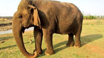 Vatsala, Asia’s Oldest Elephant, Passes Away At Panna Tiger Reserve After Living Over 100 Years