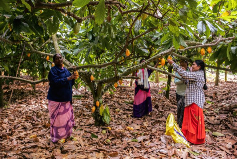 cacao farm