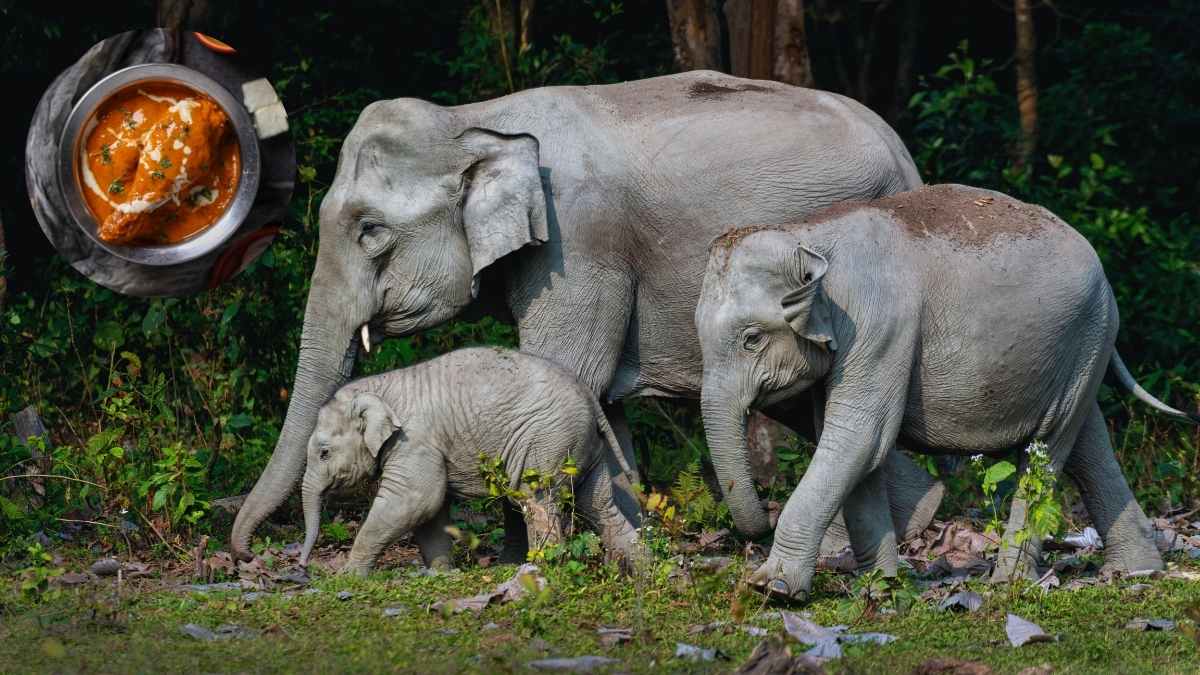 Kerala’s Herbivorous Elephants Are Now Leaning Towards A Non-Veg Diet Of Chicken Curry & Parotta