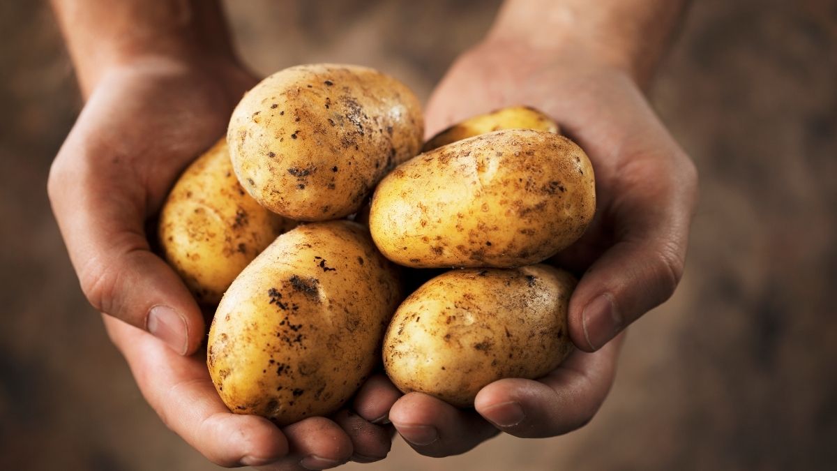 Are You Buying Real Potatoes? Here’s How To Spot The Difference Between Real And Fake Potatoes