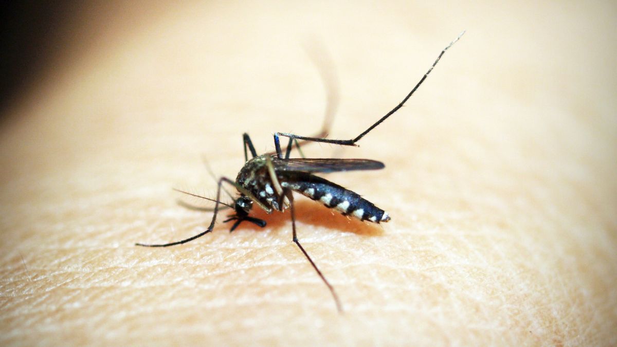Mumbai Sees Sharp Spike In Malaria And Chikungunya Cases Amid Monsoon, Says BMC