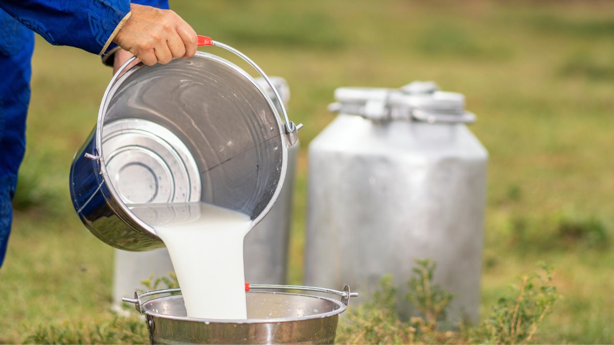 What Is ‘Non-Veg’ Milk And Why Is It Causing Problems In India-US Trade Talks?