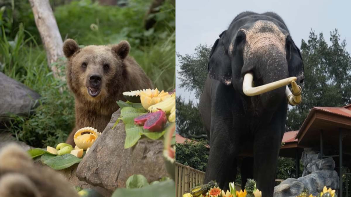 Animals At Vantara Treated To A Custom-Made Feast To Celebrate Anant-Radhika’s 1st Wedding Anniversary