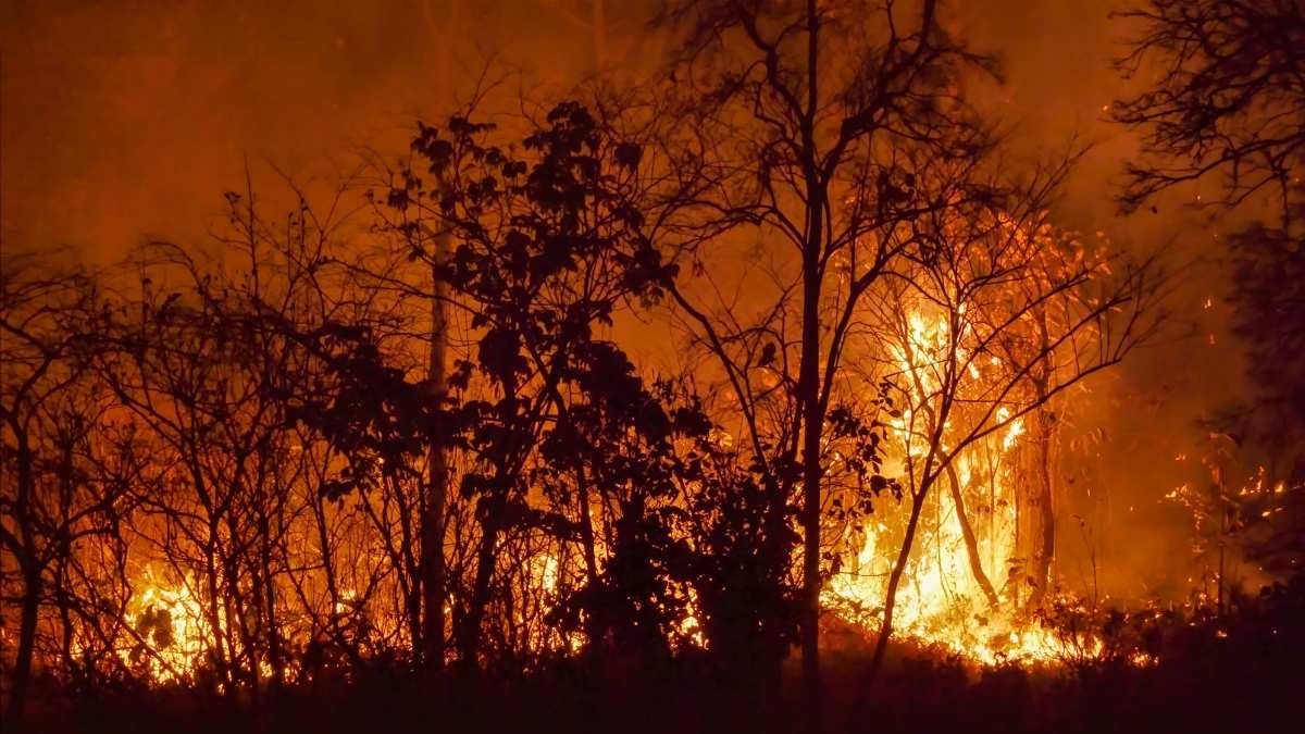 Turkey: 50,000+ Evacuated As Wildfires Ravage Izmir Province; 1000+ Firefighters Battle The Blaze