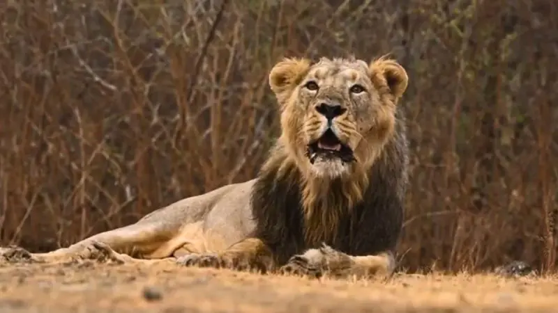 India Asiatic lions