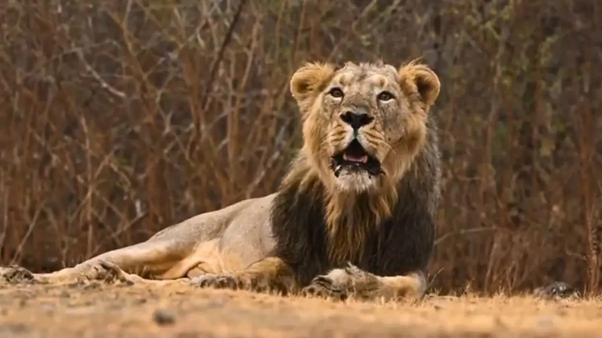 India Sees 32% Rise In Asiatic Lion Population Over 5 Years; Union Minister Calls It A “Phenomenal Success”
