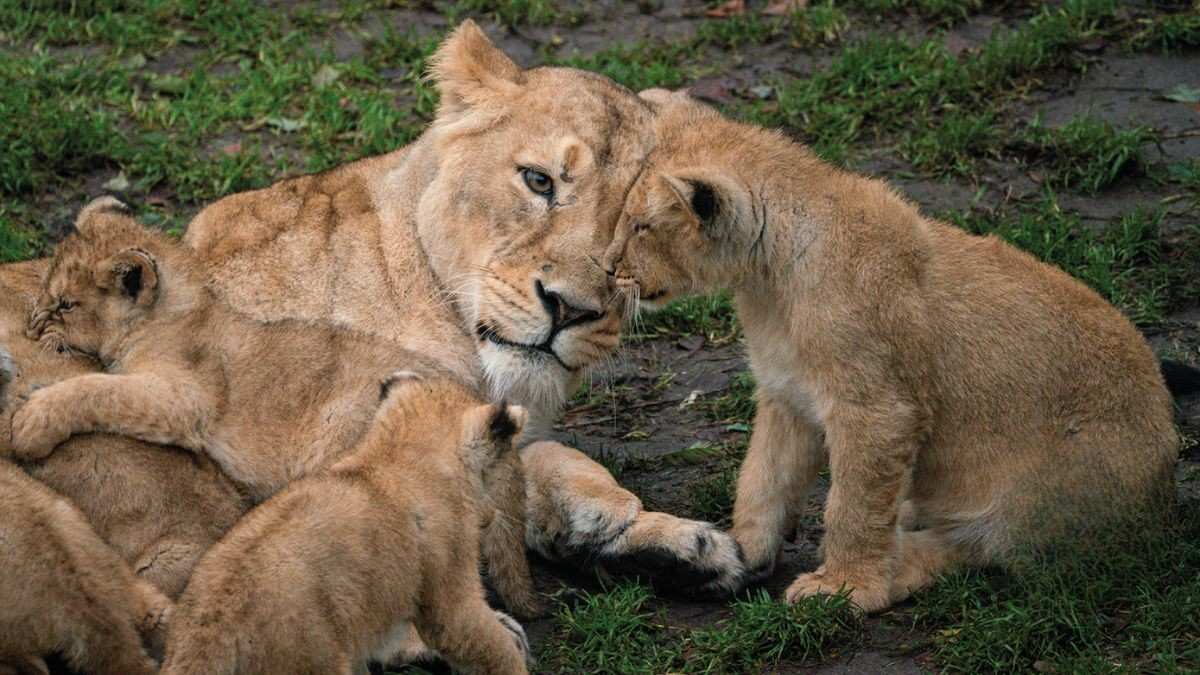 Denmark Zoo Asks People To Donate Unwanted Pets Like Rabbits & Guinea Pigs To Feed Captive Predators