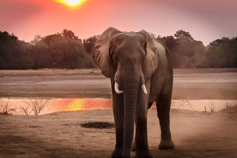 Karnataka elephant corridor policy 