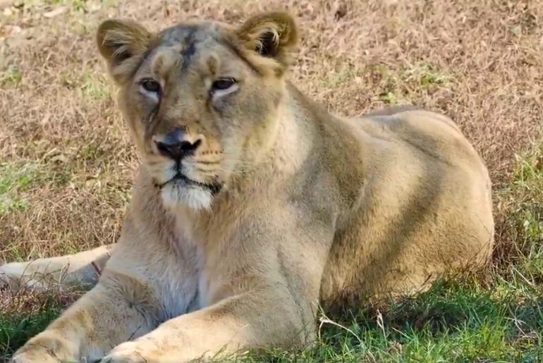 India Asiatic lions