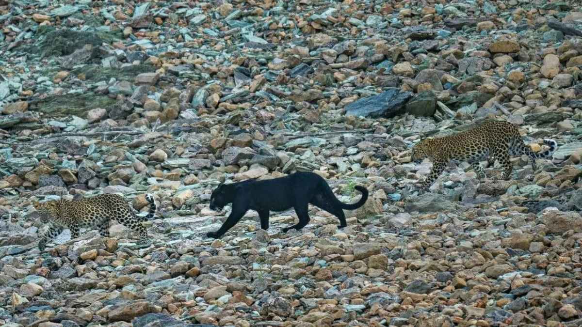 What Is A Melanistic Leopard And Where Can You Spot It In India?