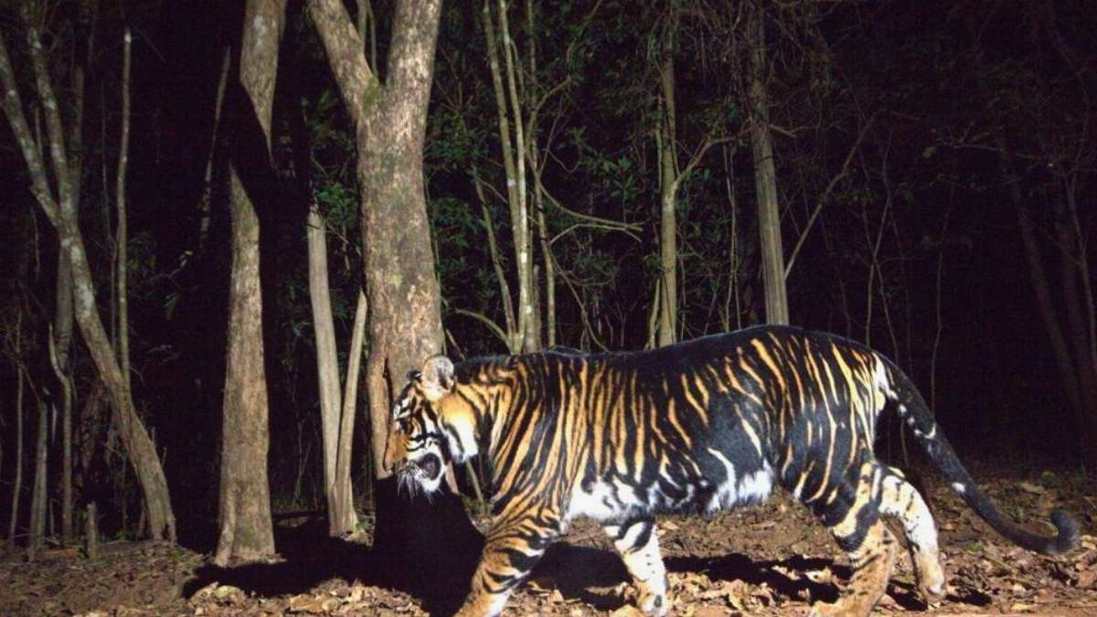 This National Park In India Is The Only Place In The World To Spot Rare Melanistic Tigers