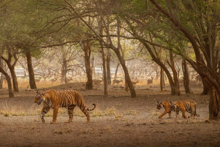 Ranthambore National Park