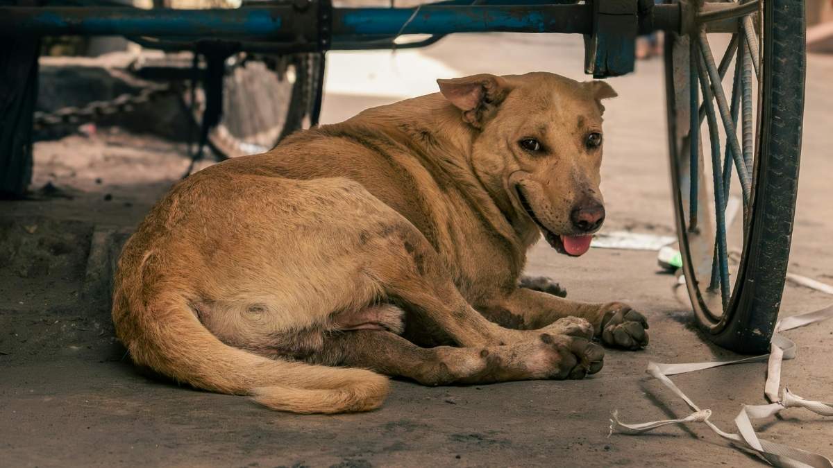 3000 Stray Dogs In Shimla To Be Fitted With GPS Collars And QR Codes In A First-Of-Its-Kind Initiative