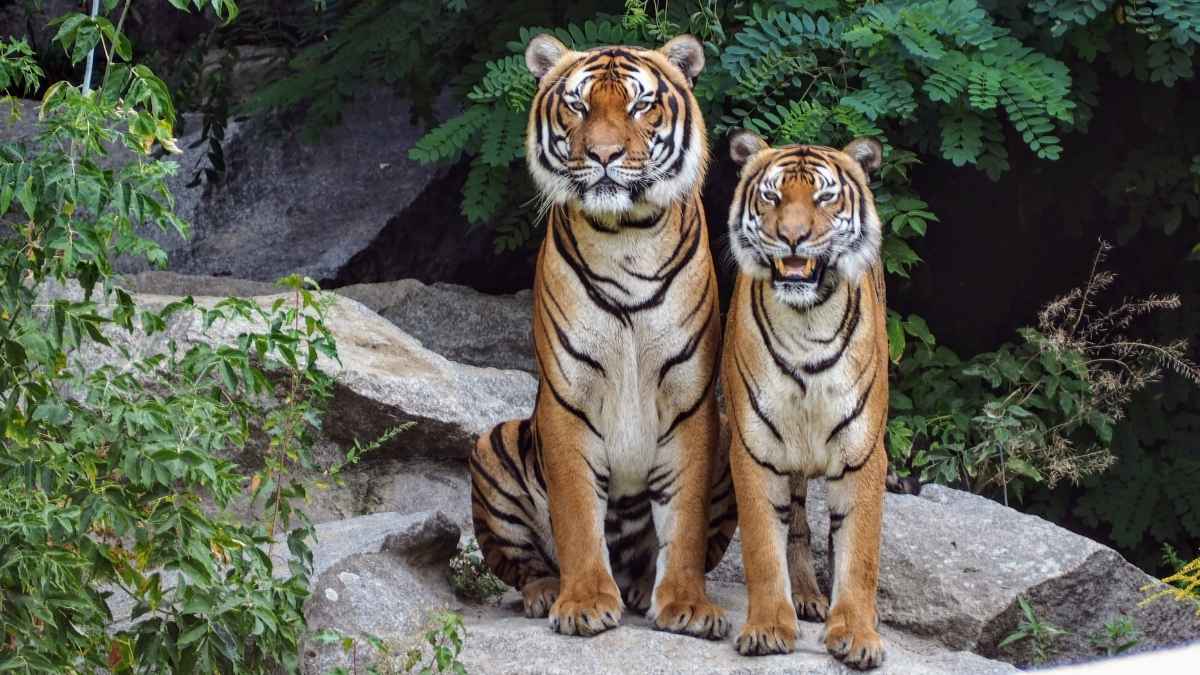 Sundarbans To Grow By 1,044 Sq Km, Set To Rank Second Among India’s Tiger Reserves