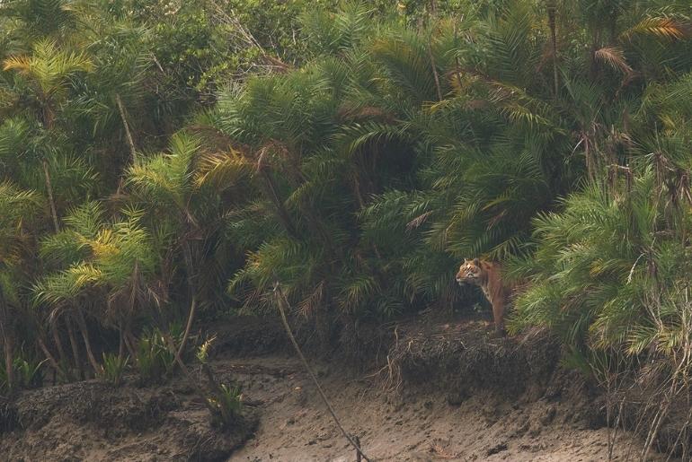 Sunderbans Tiger Reserve