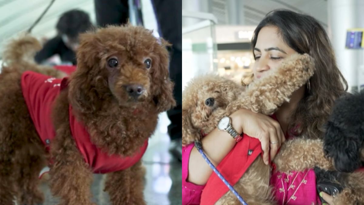 Hyderabad Airport Introduces Therapy Dogs To Ease Travel Anxiety; All You Need To Know About It