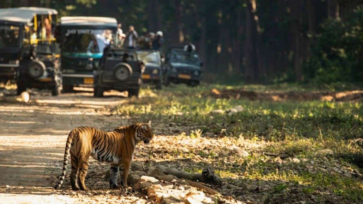 20 Tourists Left Stranded At Ranthambore National Park For Over 1 Hour After Vehicle Breaks Down Mid-Safari