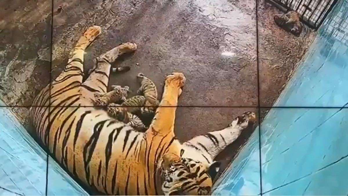 6 Cubs Born To Royal Bengal Tigress Aditi In Delhi Zoo; Largest Litter In 20 Years!