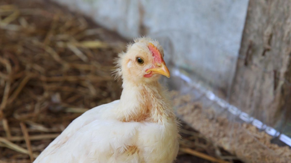 UP Sounds Bird Flu Alarm; CM Yogi Orders Sweeping Safety Drive Across Wildlife and Poultry Sectors