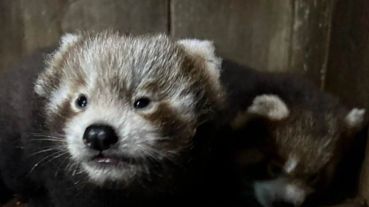 After 7 Yrs, Sikkim’s Himalayan Zoological Park Welcomes Twin Red Panda Cubs After ‘Lucky’ Turns Mother