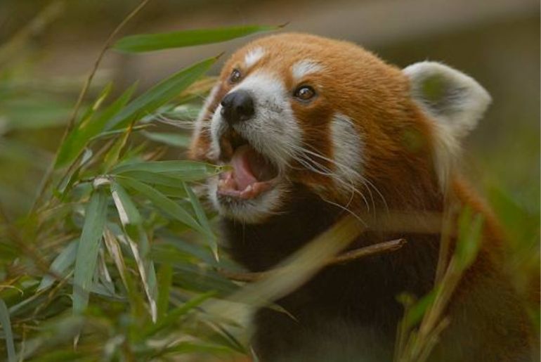 Gangtok red panda