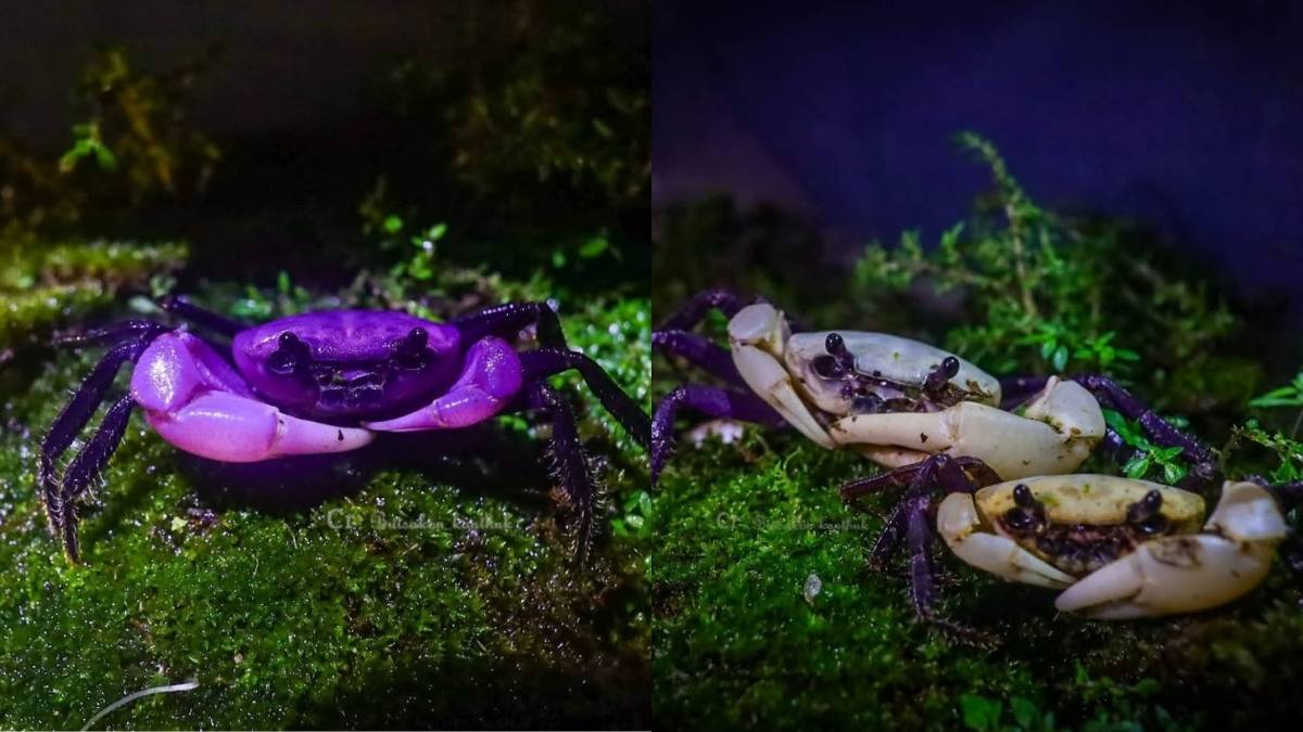 Rare King Crab Spotted In Thailand’s UNESCO Heritage Park; Officials Call It “Precious Gift From Nature”