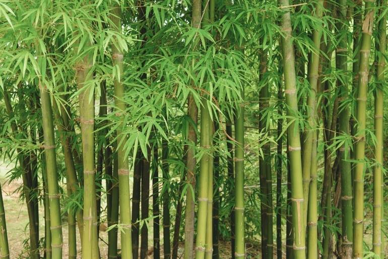 bamboo garden changi airport