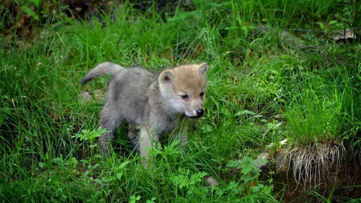 Meet Randeepak, India’s 1st Wolf Pup Born In Wild To Zoo-Bred Pair In Gujarat!