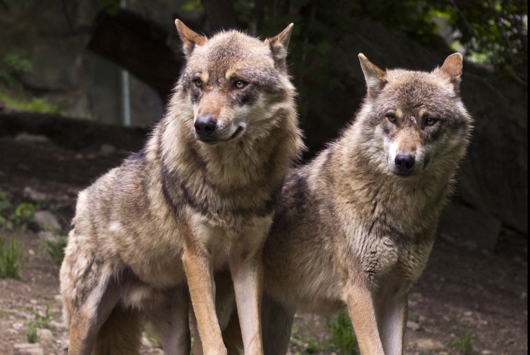 wolf pup India