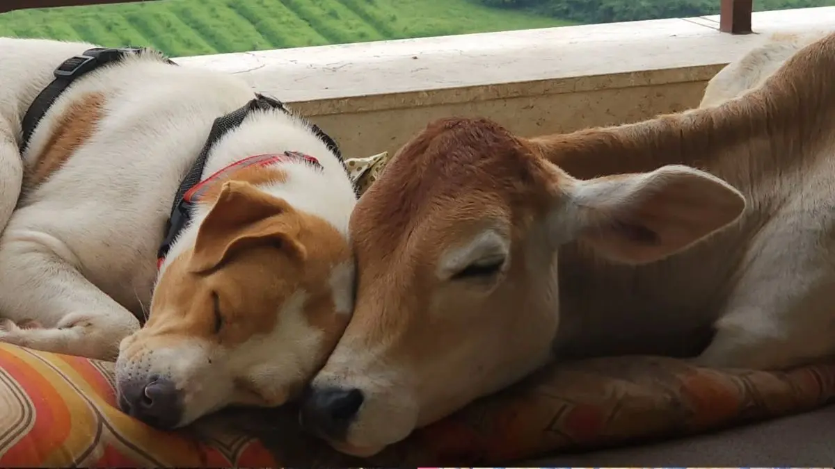 Say Hello To Mr Alex, The Bull Calf That Lives In An Apartment In Chennai!